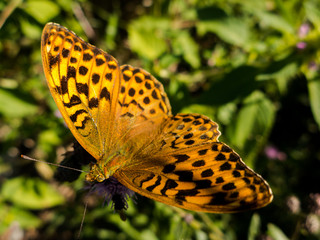 Silver-washed Fritillary (Argynnis paphia) sunning wings on perch