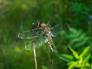 Four-spotted Skimmer (Libellula quadrimaculata) dragonfly perched on twig