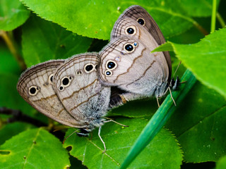 Nymph butterflies mating on a leaf in summer