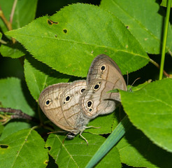 Nymph butterflies mating on a leaf in summer