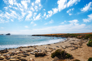 Elephant seals viewpoint - Big Sur Coastline, California