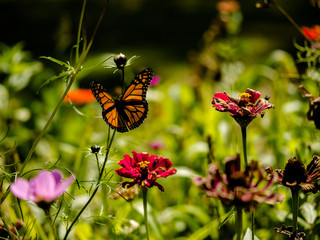 Monarch (Danaus plexippus) in flight around flowers by lake