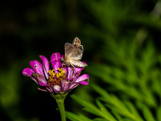 Dingy Cutworm (Feltia jaculifera) moth a purple flower at night
