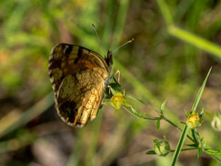 Pearl Crescent (Phyciodes tharos) obverse view on plant