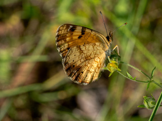 Pearl Crescent (Phyciodes tharos) obverse view on plant