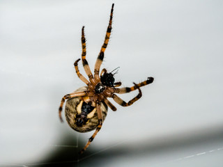 Arachnid (spider) on web