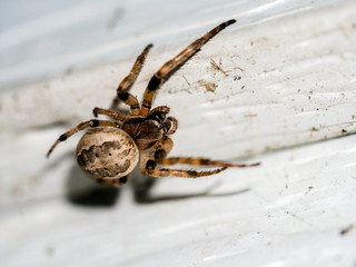 Arachnid (spider) on web