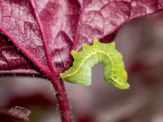 Copper Underwing (Amphipyra pyramidoides) moth caterpillar eating leaf