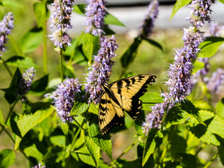 Canadian Tiger Swallowtail (Papilio canadensis) butterfly on flower