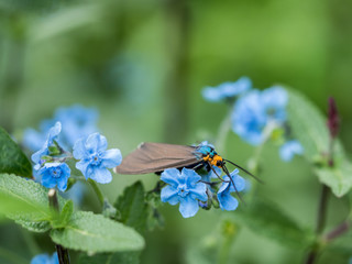 Virginia Ctenucha (Ctenucha virginica) day-flying moth on forget-me-nots flowers