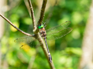 Swift River Cruiser (Macromia illinoiensis) dragonfly in branch