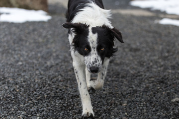 Frontal view of dog (border collie) walking on gravel looking in