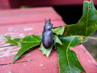 Beetle on oak leave in summer