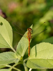 Ruby Meadowhawk (Sympetrum Rubicundulum) resting on leaf in summer
