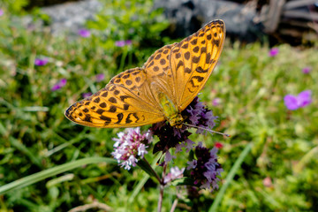 Great Spangled Fritillary (Speyeria cybele) on flower in summer