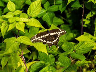 Giant Swallowtail (Papilio cresphontes) resing on leaf in summer