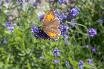 Small heath (Coenonympha pamphilus) drinking lavender nectar in Sweden