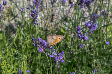 Small heath (Coenonympha pamphilus) drinking lavender nectar in Sweden