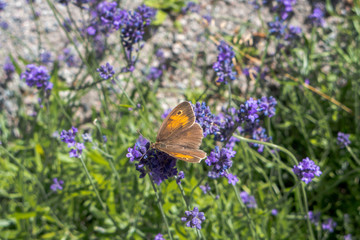 Small heath (Coenonympha pamphilus) drinking lavender nectar in Sweden