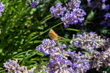 Small heath (Coenonympha pamphilus) drinking lavender nectar in Sweden