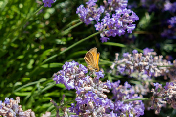 Small heath (Coenonympha pamphilus) drinking lavender nectar in Sweden