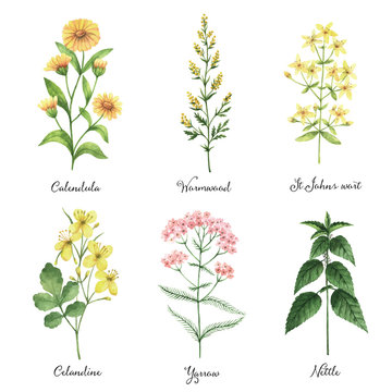 Watercolor hand painted vector set with medical herbs and plants.