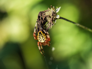 Spider on end of plant in summer