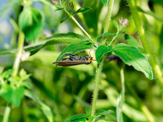 Virginia Ctenucha moth laying eggs on leaf
