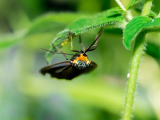 Virginia Ctenucha moth laying eggs on leaf