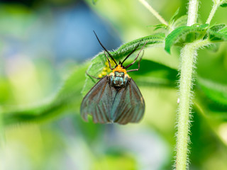 Virginia Ctenucha moth laying eggs on leaf