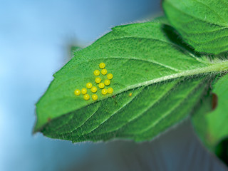 Virginia Ctenucha moth laying eggs on leaf