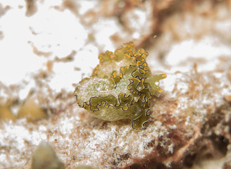closed up the nudibranch in Myanmar divesite