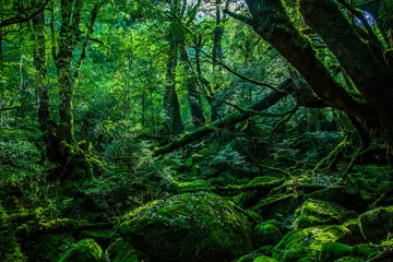 Gardinen Mononoke-Wald © PUBLICITY