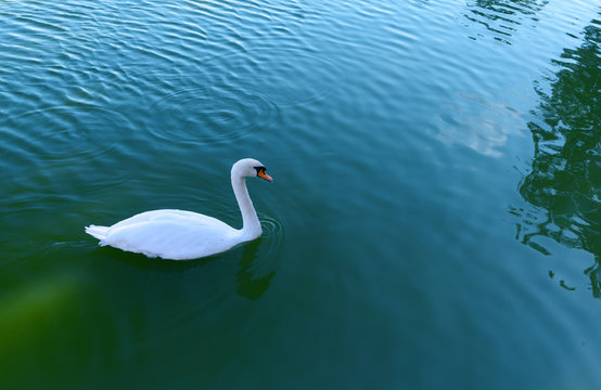 Swan on swan Lake in Astrakhan
