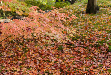 Autumn color leaves at Tofukuji temple in Kyoto, Japan
