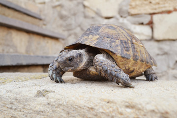 Central Asian tortoise