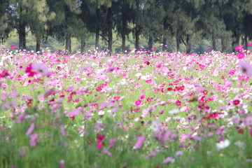 Beautiful pink cosmos field with water sprinkler and pine trees background at Jim Thompson Farm,...