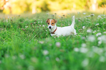 Jack Russell Terrier puppy in the grass