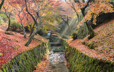 Colorful autumn leaves along canal with sun rays at Tofukuji Tem