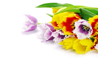 tulips