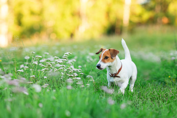 Jack Russell Terrier puppy in the grass