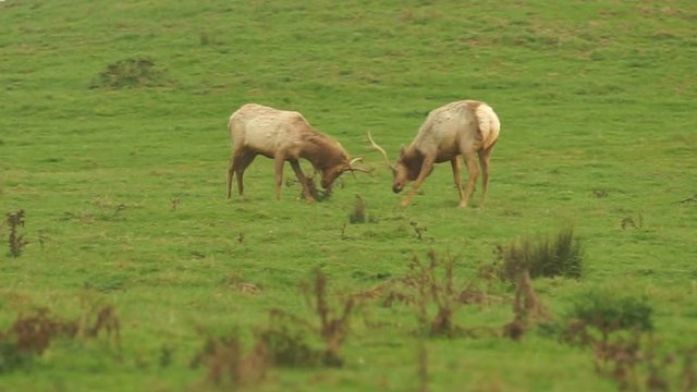 2 young male elk push each other around testing the strength