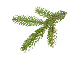 Fir tree branch isolated on a white background