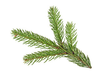 Fir tree branch isolated on a white background