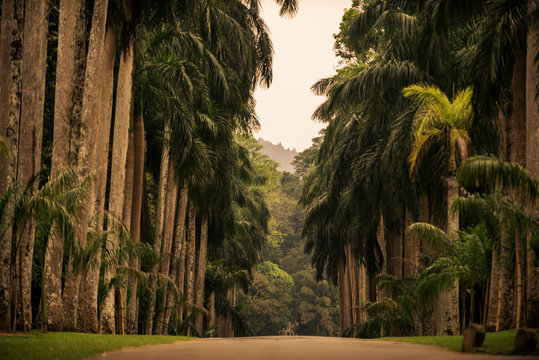 Sri Lanka: alley of palms in Royal Botanic Gardens, Peradeniya, Kandis
