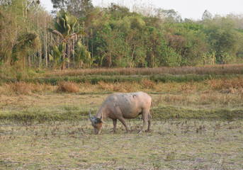 Obraz premium the buffalo is in the farm