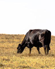 Grazing Angus cow © jackienix