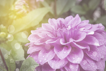 pink dahlia in garden