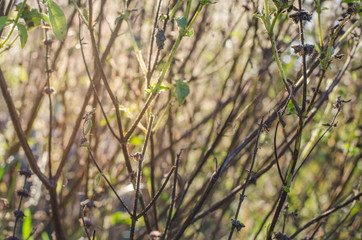 .Dense weeds from seeds