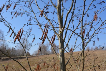 beautiful spring landscape: Alder branch with ear rings on a background of blue sky, nature